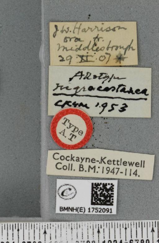 Hydriomena ruberata ab. nigrocastanea Cockayne, 1953 - BMNHE_1752091_label_330699