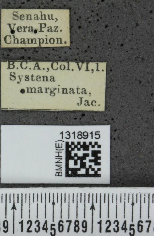 Systena marginata Jacoby, 1884 - BMNHE_1318915_label_26271