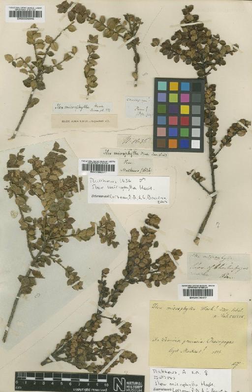 Ilex microphylla Hook. - BM000992047