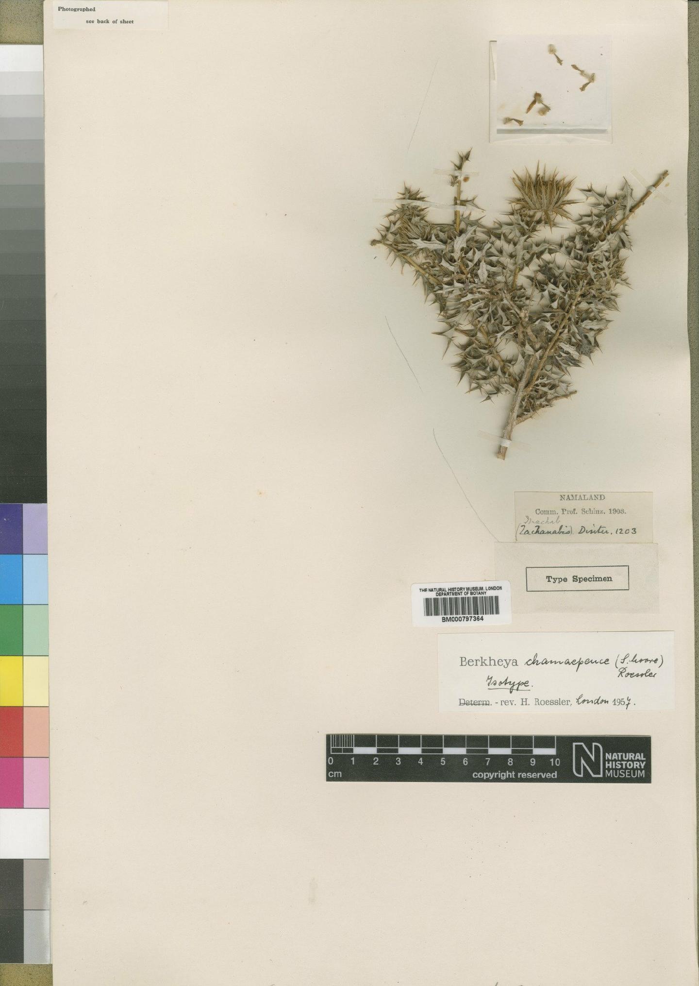 To NHMUK collection (Berkheya chamaepeuce (Moore) Roessler; Isotype; NHMUK:ecatalogue:4553136)