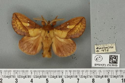 Euthrix potatoria (Linnaeus, 1758) - BMNHE_1523985_196828