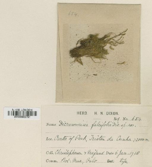 Dicranoweisia falcifolia Dixon - BM000965751