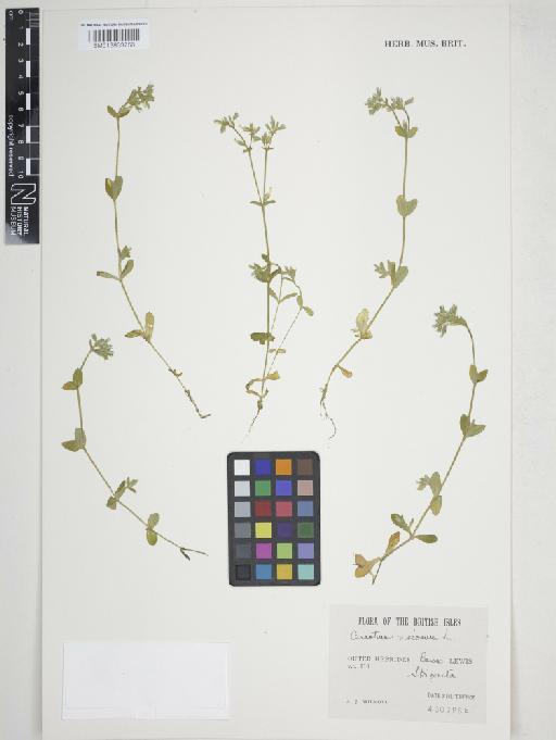 Cerastium glomeratum Thuill. - 013863756