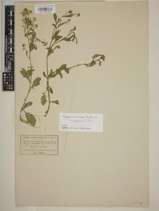 Rorippa x amoracioides (Tausch) Fuss - BM012560939