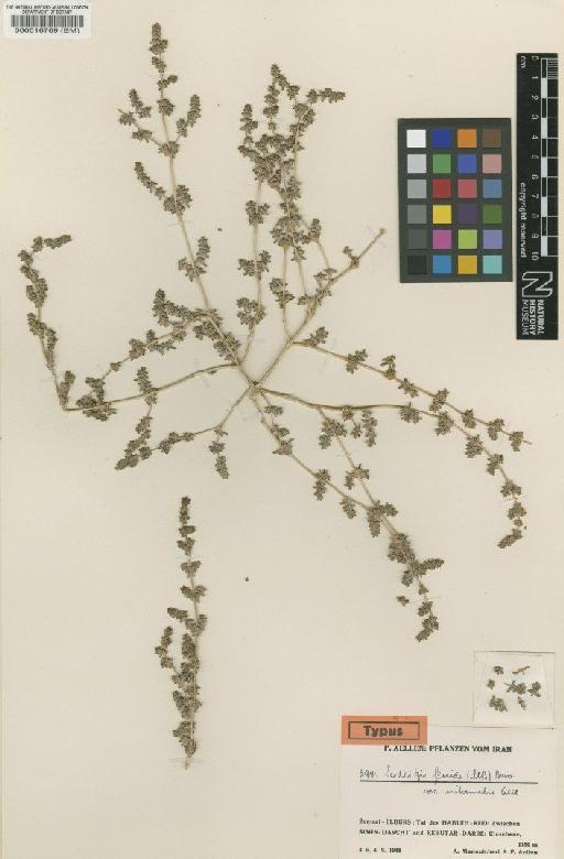 Seidlitzia florida var. intermedia Aellen - BM000016769