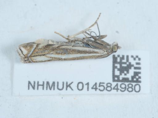 Crambus pascuella (Linnaeus, 1758) - 014584980_2