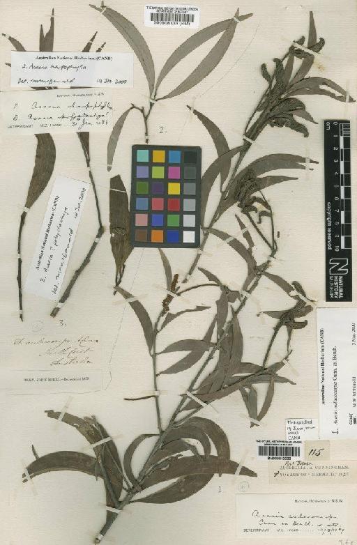 Acacia aulacocarpa A.Cunn. ex Benth. - BM000508133