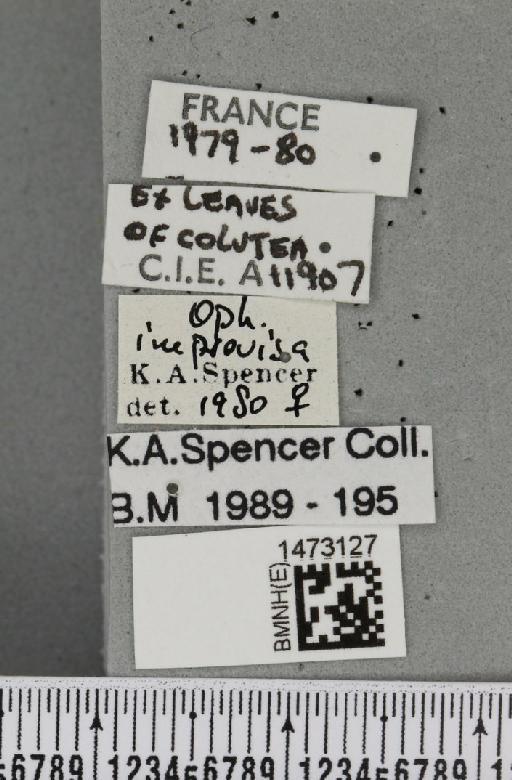 Ophiomyia improvisa Spencer, 1966 - BMNHE_1473127_label_47457