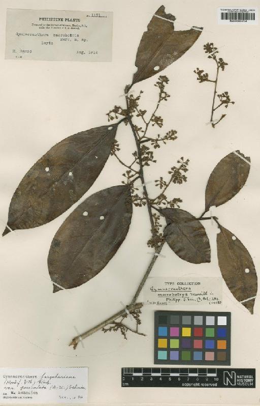 Gymnacranthera farquhariana var. paniculata (A.DC.) R.T.A.Schouten - BM000950724