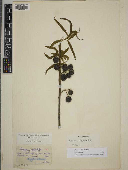 Boscia salicifolia Oliv. - BM000802527