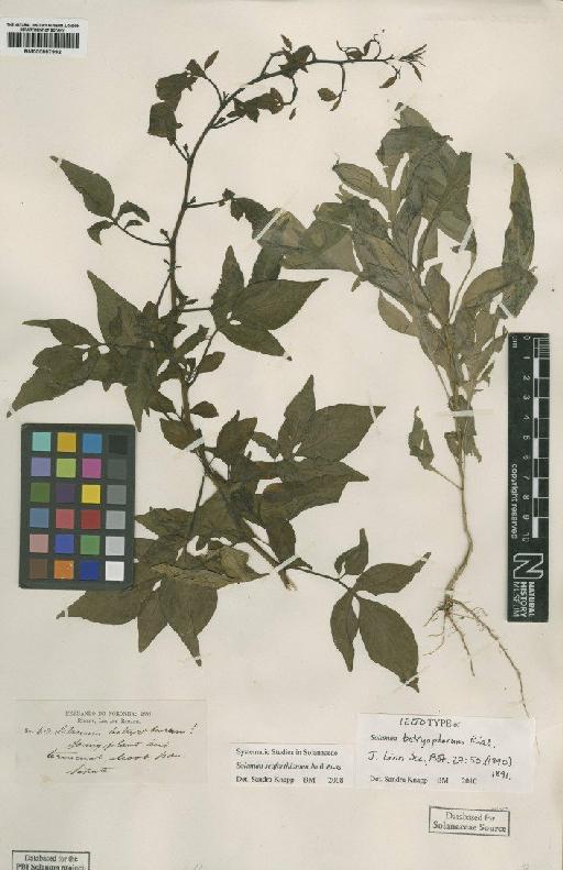 Solanum seaforthianum Andrews - BM000887992