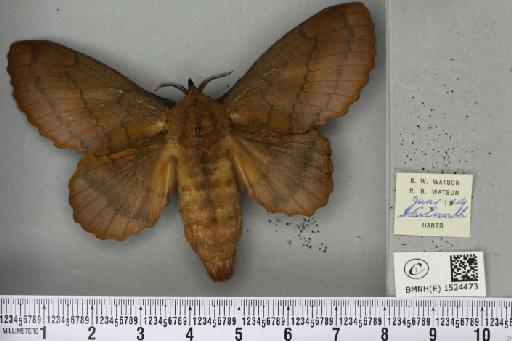 Gastropacha quercifolia (Linnaeus, 1758) - BMNHE_1524473_198627