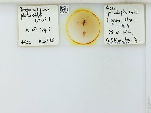 Drepanosiphum platanoides Schrank, 1801 - 015275045_112844_1094053_41260_NoStatus