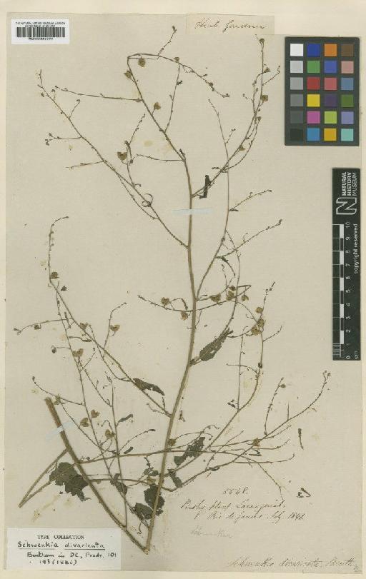 Schwenckia paniculata Carvalho - BM000992222