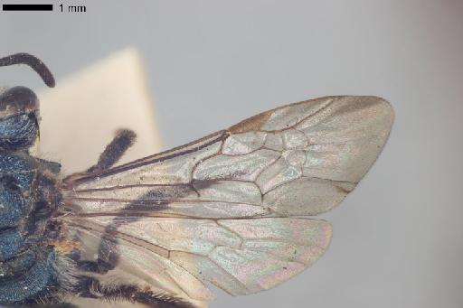 Augochlora aurora Smith, F., 1879 - Augochlora_aurora-NHMUK010265370-female-type-right_wings-dorsal-1_6x