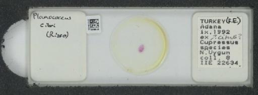 Planococcus citri Risso, 1813 - 010139433_117334_1101300