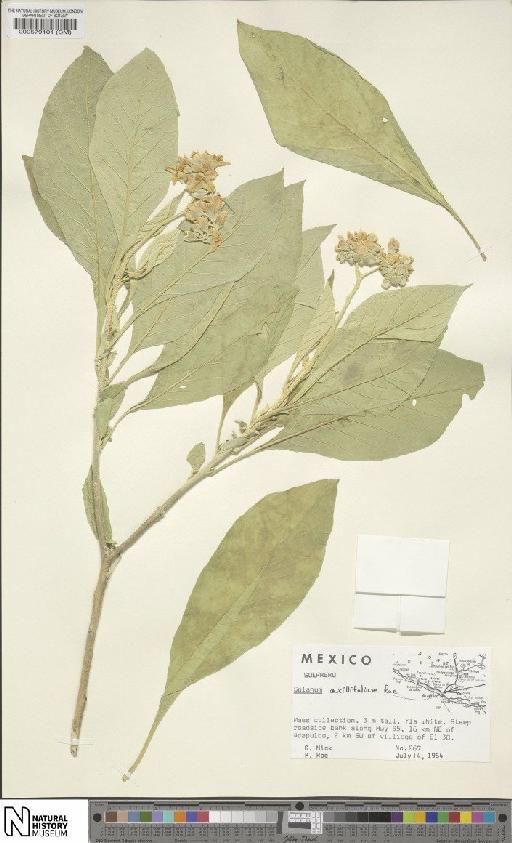 Solanum axillifolium - BM000579101