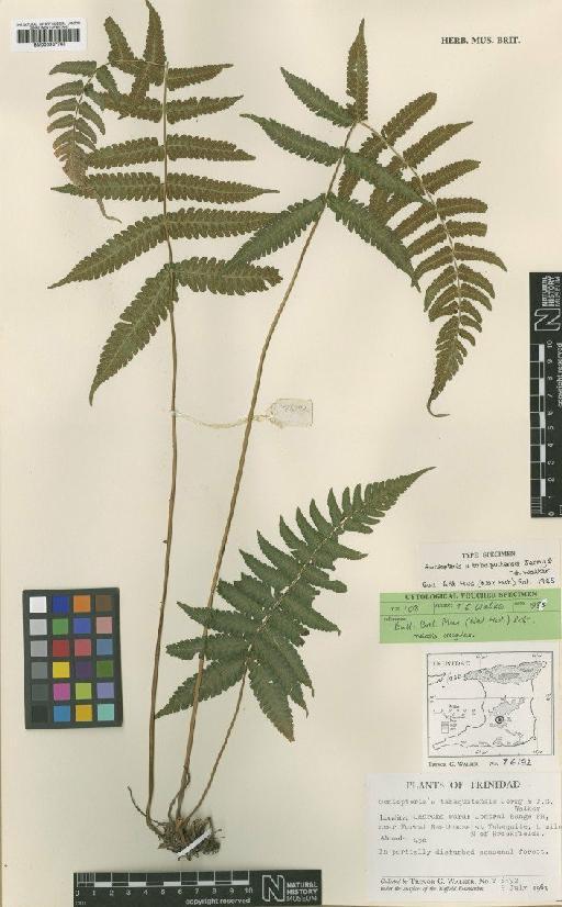 Goniopteris x tabaquitensis Jermy & T.G.Walker - BM000937785