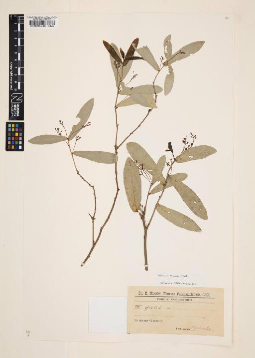 Daphnopsis racemosa Griseb. - 000098946