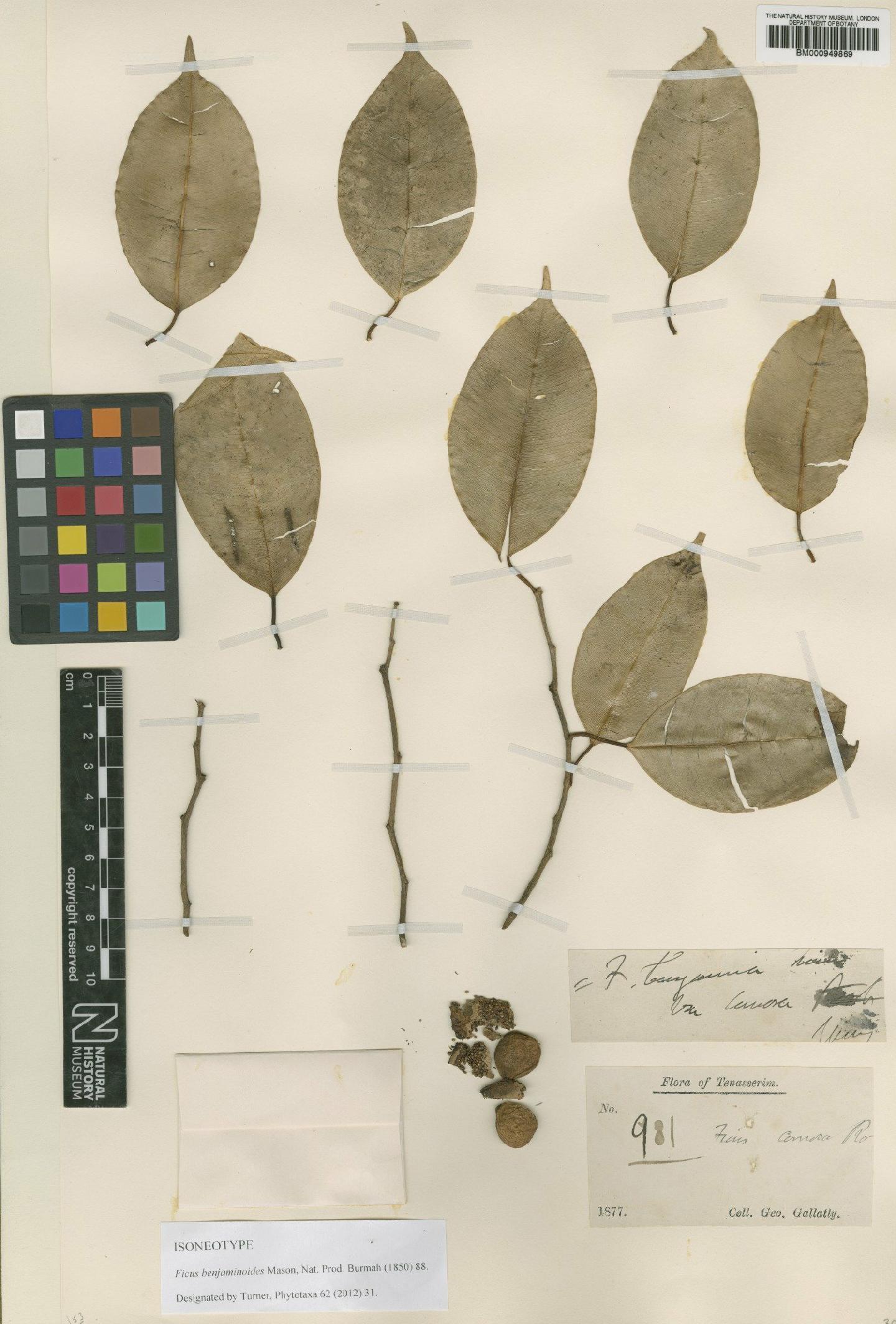 To NHMUK collection (Ficus benjamina L.; Isoneotype; NHMUK:ecatalogue:2477564)