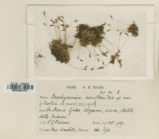 Brachymenium curvitheca Dixon - BM000870730