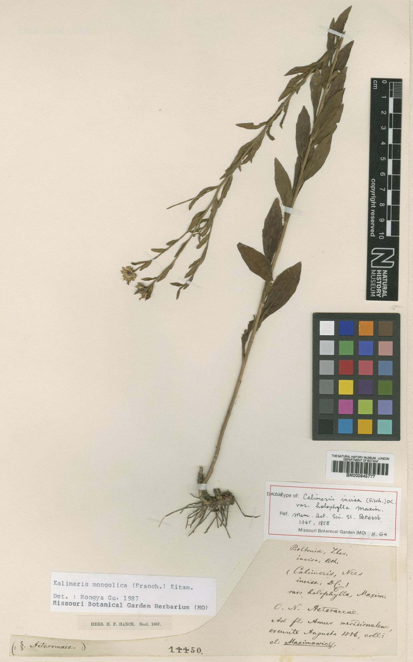 To NHMUK collection (Kalimeris mongolica (Franch.) Kitam.; Isolectotype; NHMUK:ecatalogue:472308)