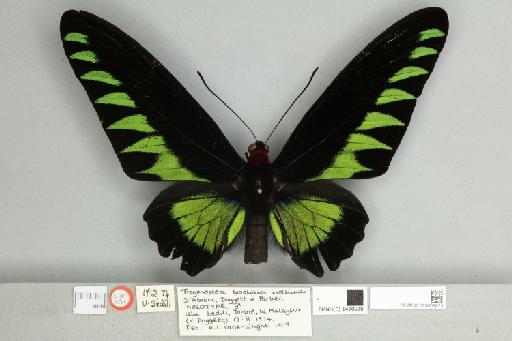 Trogonoptera brookiana mollumar - 013605673__752753