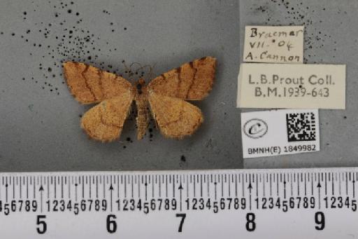 Macaria brunneata ab. flava Hannemann, 1917 - BMNHE_1849982_423398