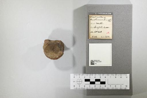 Cimoliasaurus limnophilus (Koken, 1887) - 010024351_L010221828