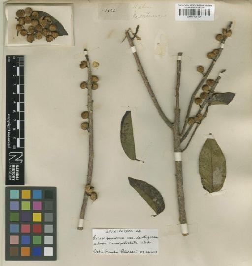 Ficus citrifolia Mill - BM001125104