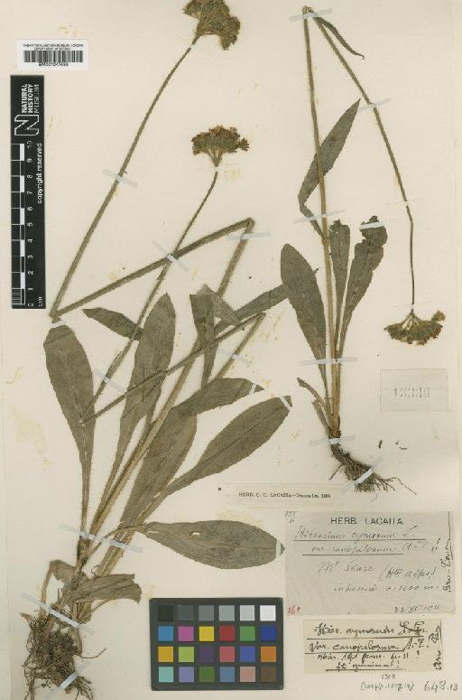 Hieracium cymosum subsp. meizocephalum Nägeli & Peter - BM001047588