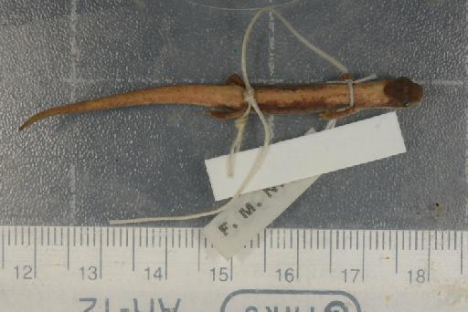 Chiropterotriton bromeliacea - Image of specimen 1946.9.6.38