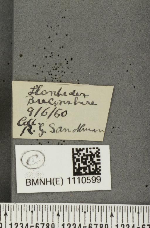 Euphydryas aurinia (Rottemburg, 1775) - BMNHE_1110599_label_52186