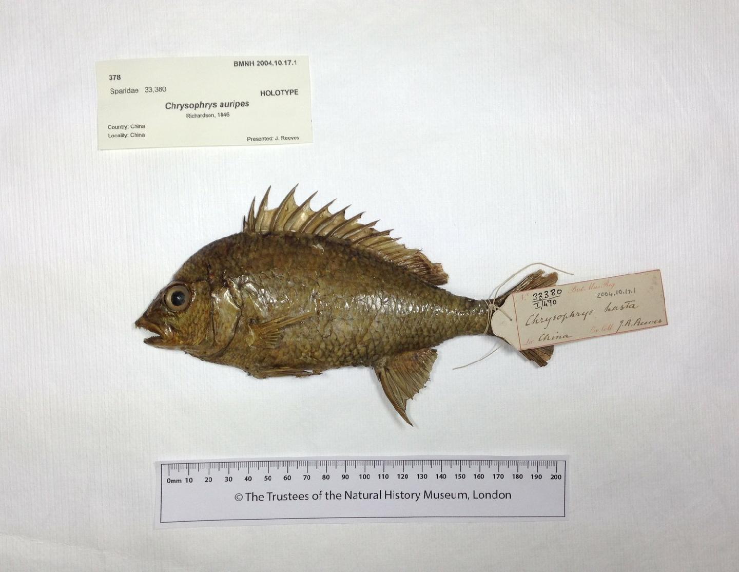 To NHMUK collection (Chrysophrys auripes Richardson, 1846; HOLOTYPE; NHMUK:ecatalogue:3133654)