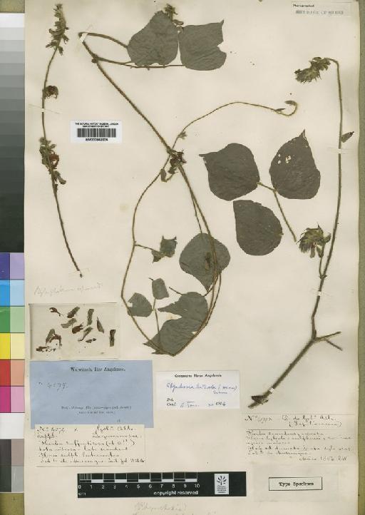 Rhynchosia luteola (Hiern) K.Schum. - BM000842604