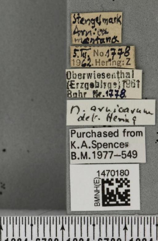 Melanagromyza arnicarum Hering, 1942 - BMNHE_1470180_label_44731