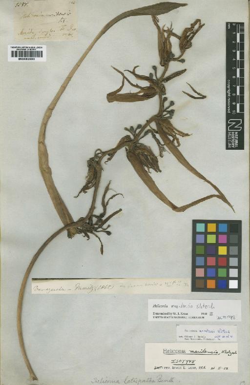 Heliconia latispatha Benth. - BM000923866
