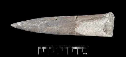 Acrocoelites (Odontobelus) subtricissus Kolb - PI CC  904 - belemnite