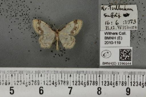 Idaea trigeminata (Haworth, 1809) - BMNHE_1596644_265145