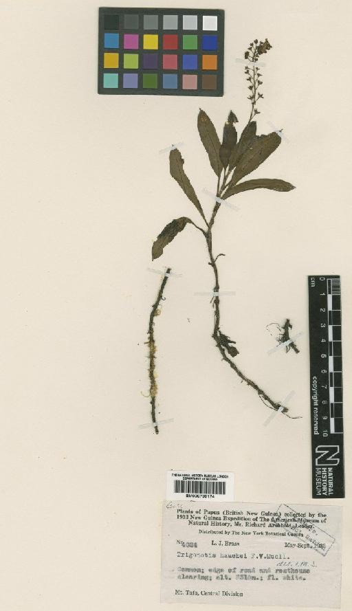 Trigonotis inoblita var. archboldii (Johnston) Royen - BM000796174