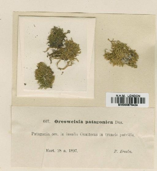 Oreoweisia patagonica Dus - BM000879424