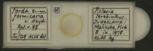 Forda formicaria von Heyden, C., 1837 - 010126123_112940_1094301