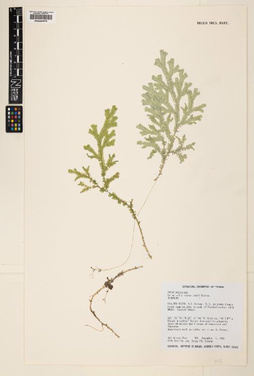 Selaginella doederleinii Hieron. - 000804113