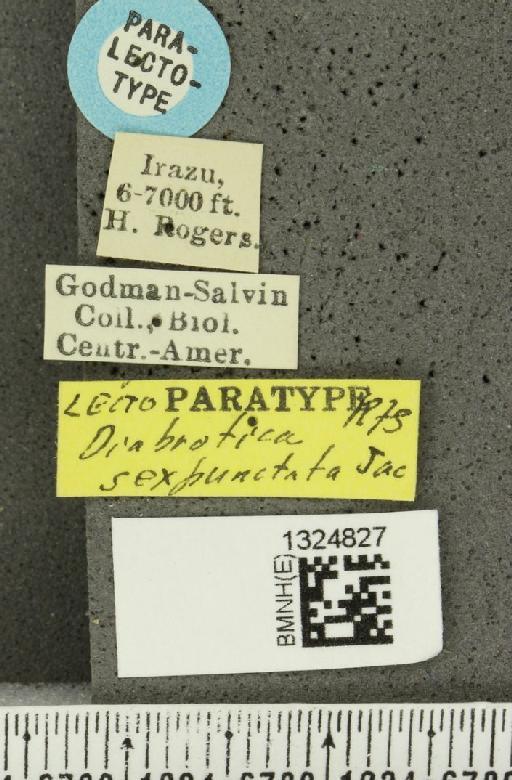 Isotes sexpunctata (Jacoby, 1878) - BMNHE_1324827_label_21966