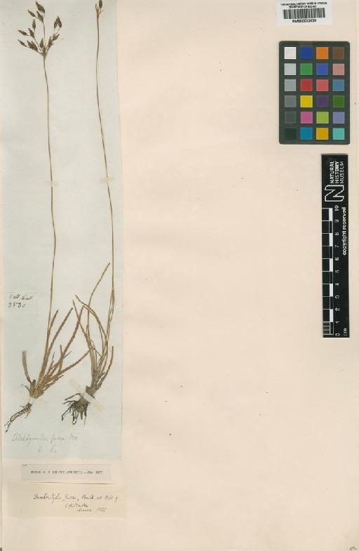 Fimbristylis fusca (Nees) Benth. ex C.B.Clarke - BM000832629_Fimbristylis fusca