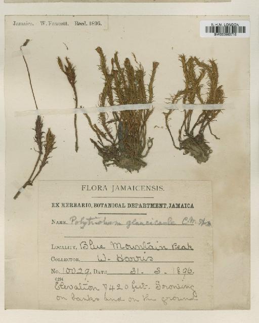 Polytrichum juniperinum Hedw. - BM000960715
