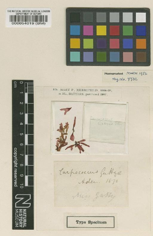 Sarcodia gattyae (J.Agardh) Kylin - BM000054019