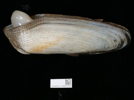 Pholas dactylus subterclass Euheterodonta Linnaeus, 1758 - 014562556_3