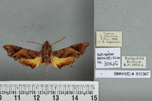 Temnora pylas Cramer, 1779 - BMNH(E) 812367 Temnora pylas exilis Kernbach dorsal and labels