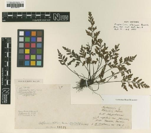 Asplenium oldhamii Hance - BM001045181